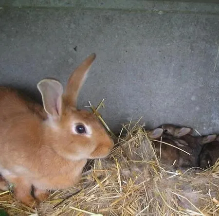 La Ferme Montplaisir